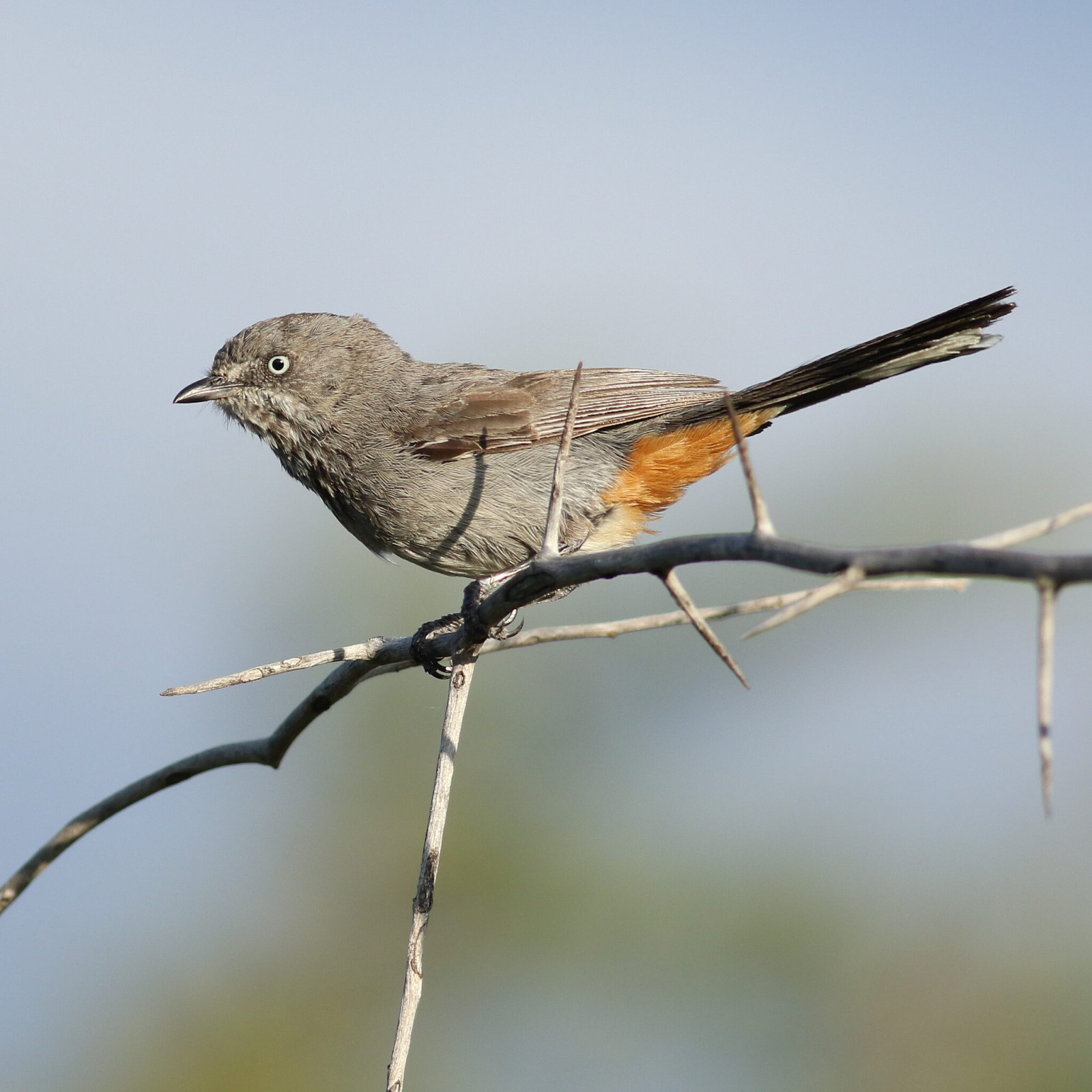 image Chestnut-vented Warbler
